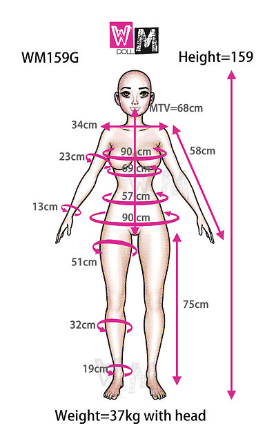 WM Dolls WM-159/E body style - specification (as of 02/2022)